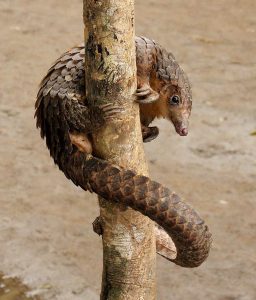 pangolin